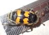 Nicrophorus vespillo
